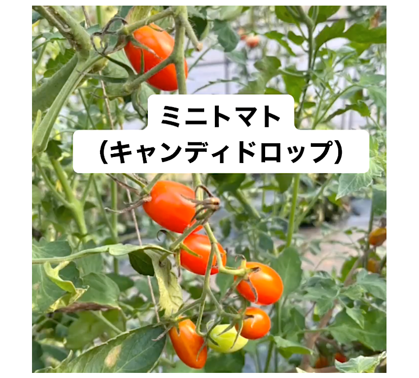 コーヒー